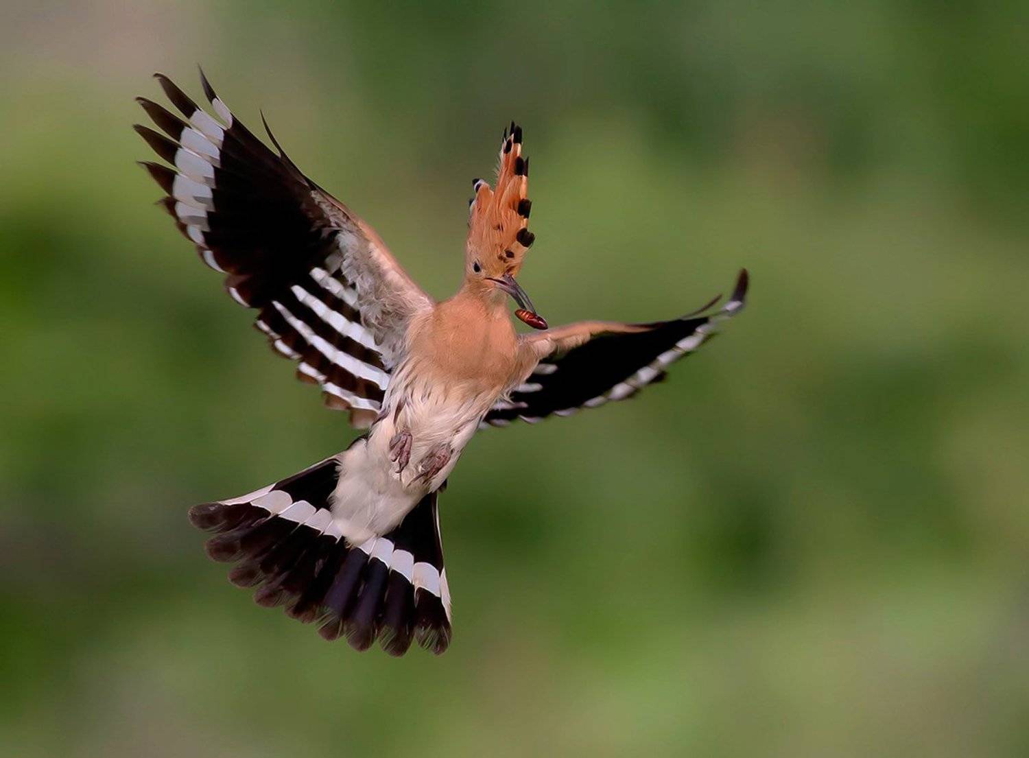 , Стефан Дянков