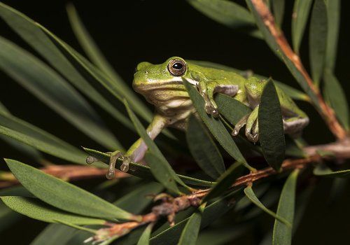 Frog. Зеленая североамериканская квакша