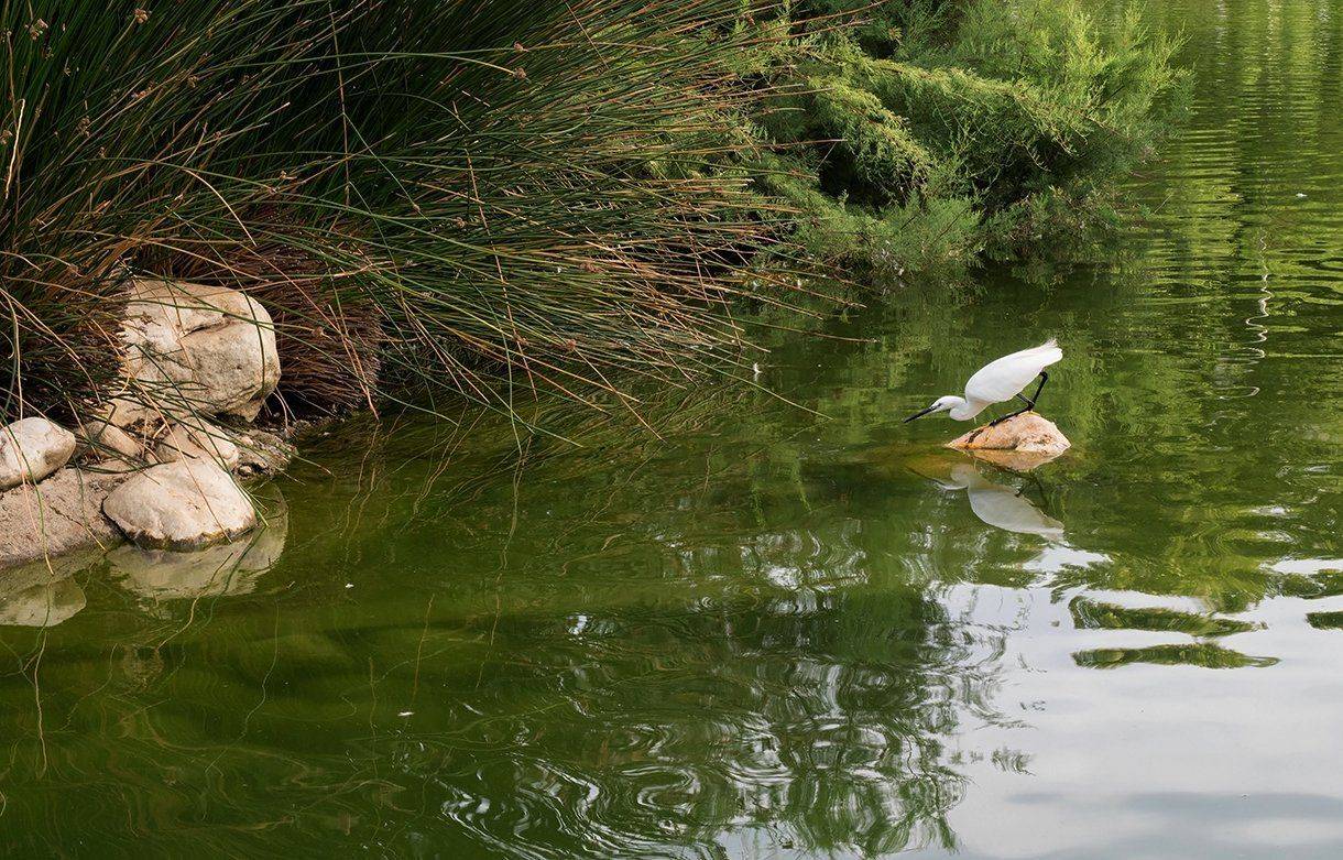 , Игорь Дубровский