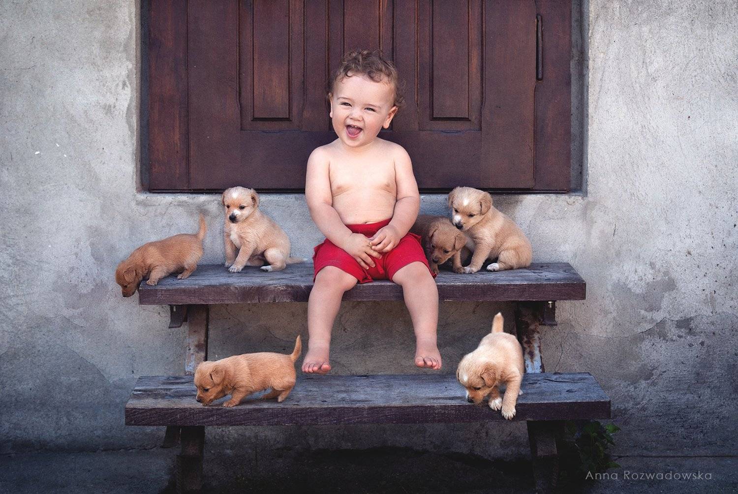 child, dogs, puppies, fun, AnnaRozwadowska