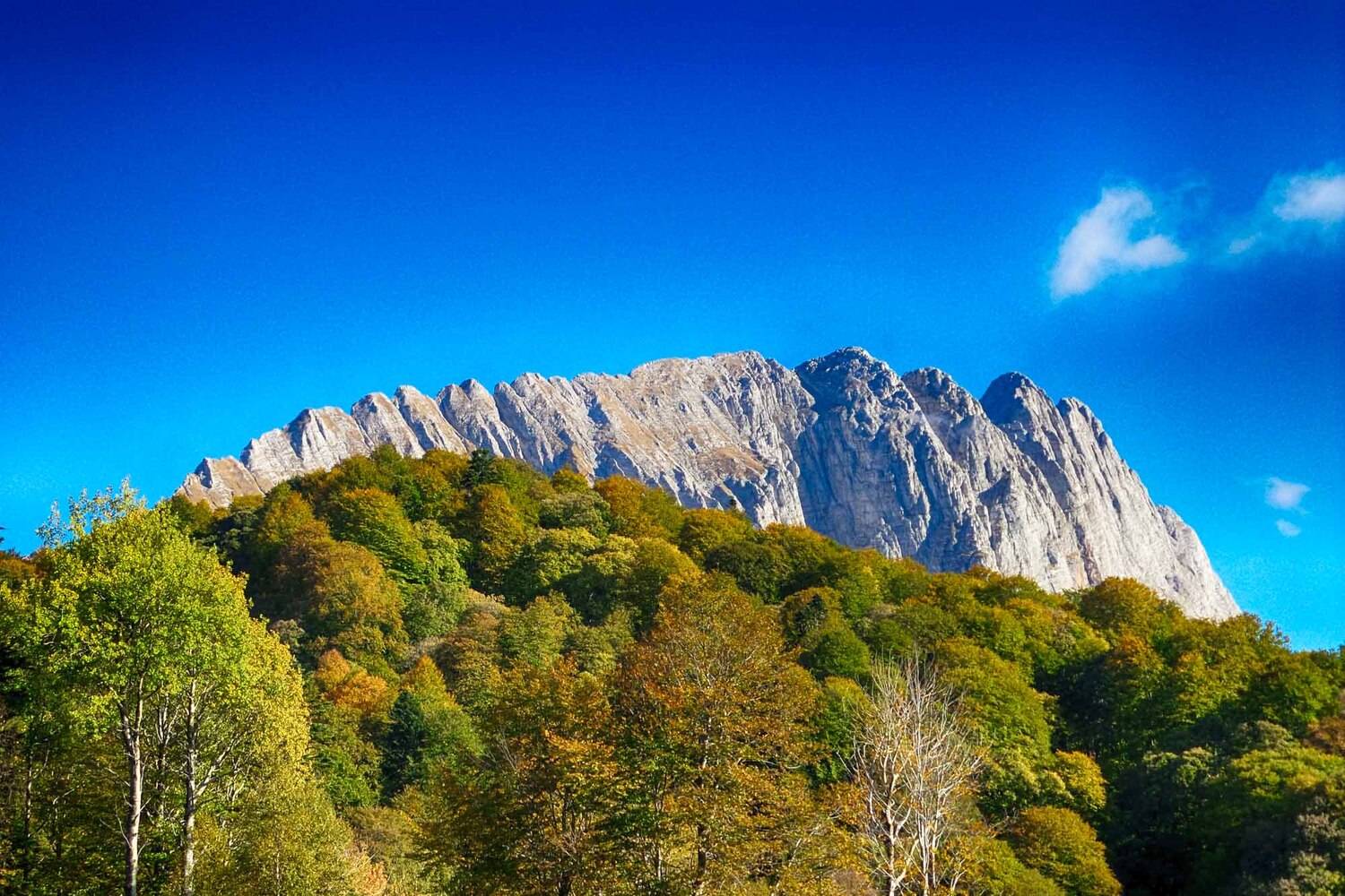 , Николай Шелепов