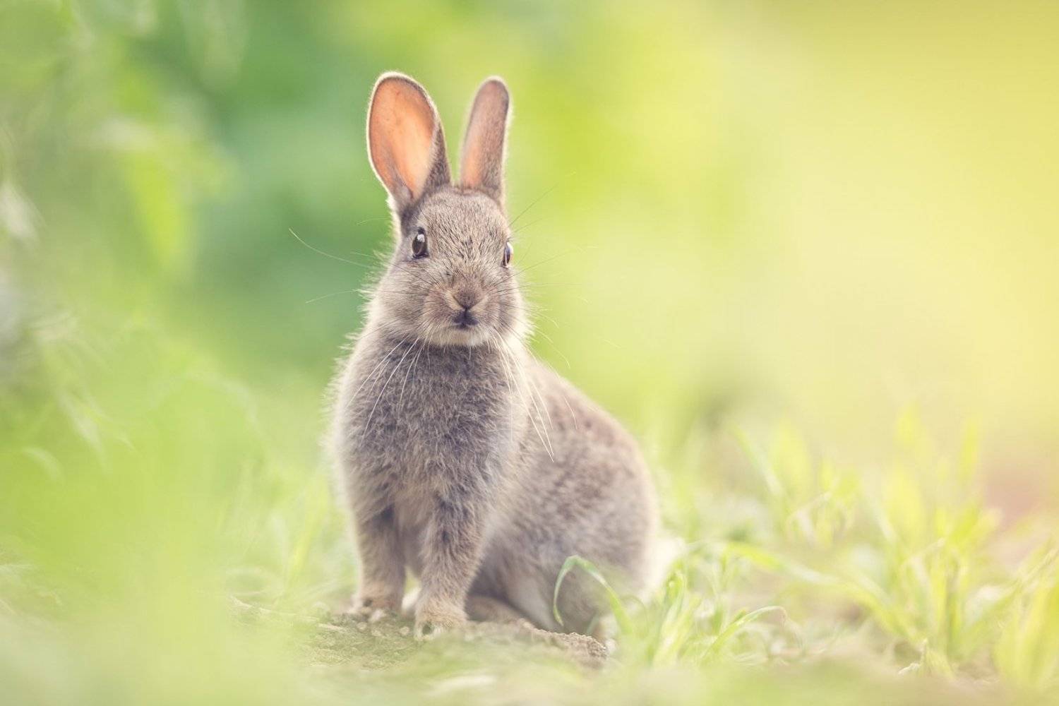 , Marcin Kaczmarkiewicz