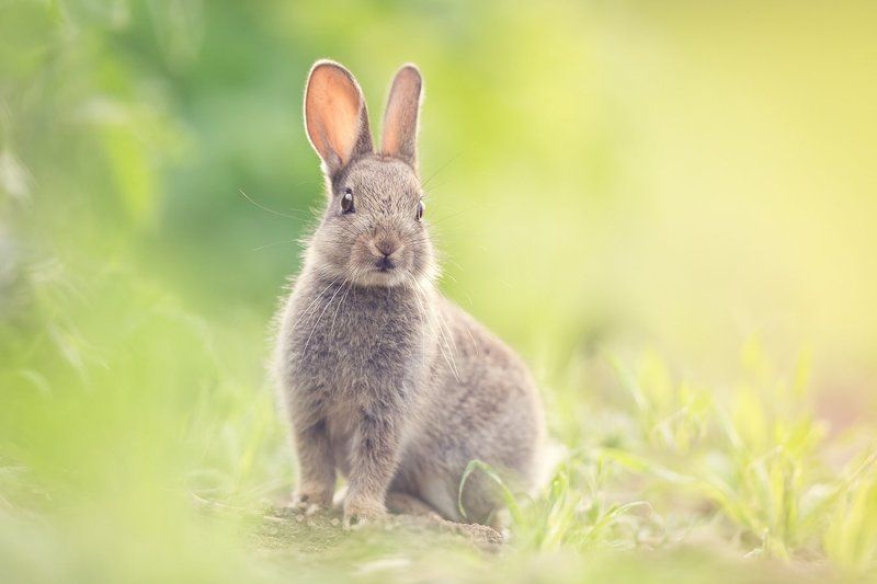 rabbit