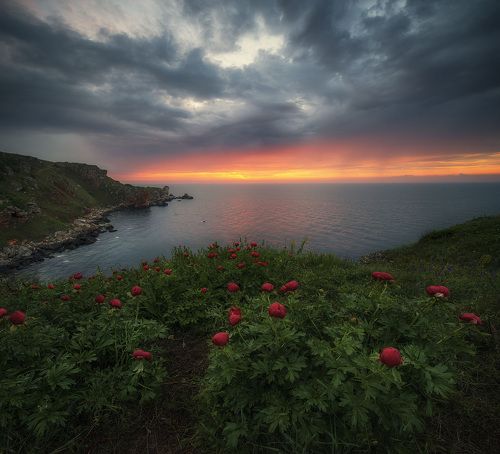 Дикие пионы у берега Черного моря