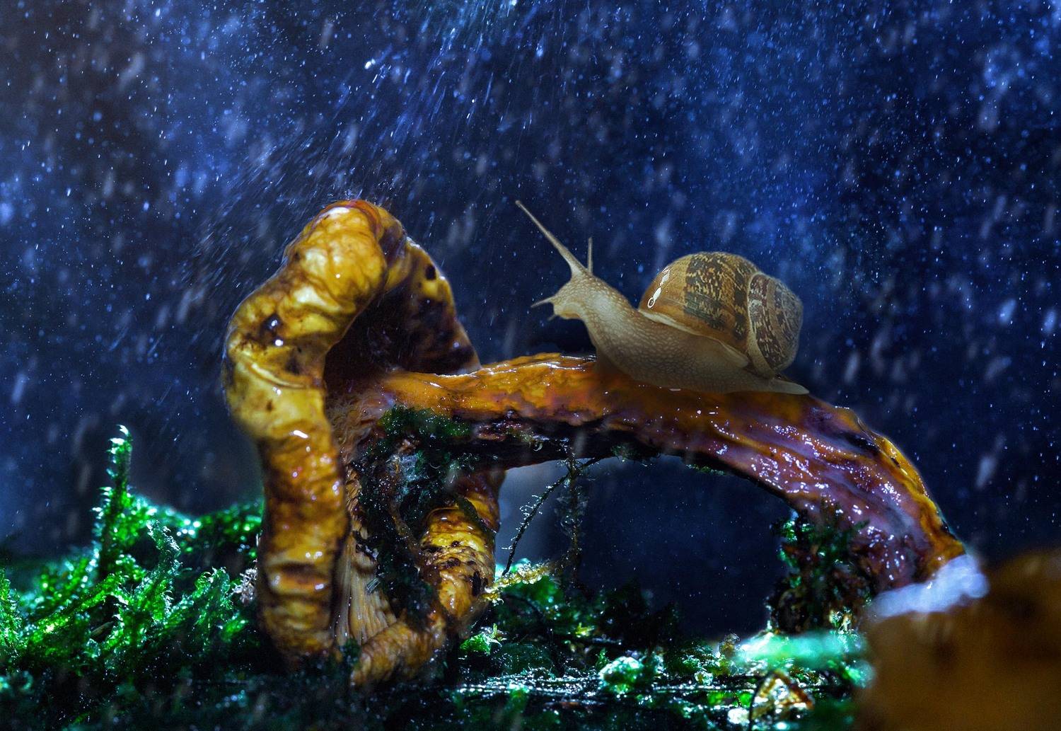 , Антон Шевченко