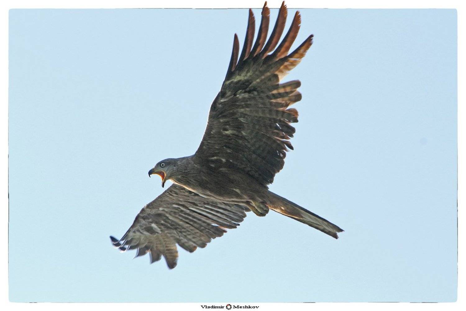 , &copy; =Vladimir Meshkov=