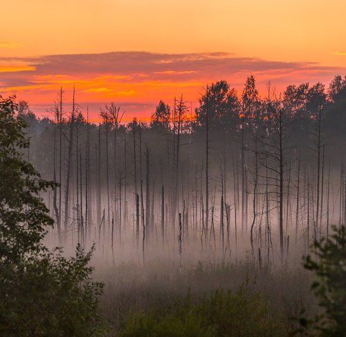 Туманные сумерки на болоте 