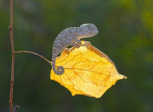 baby chameleon