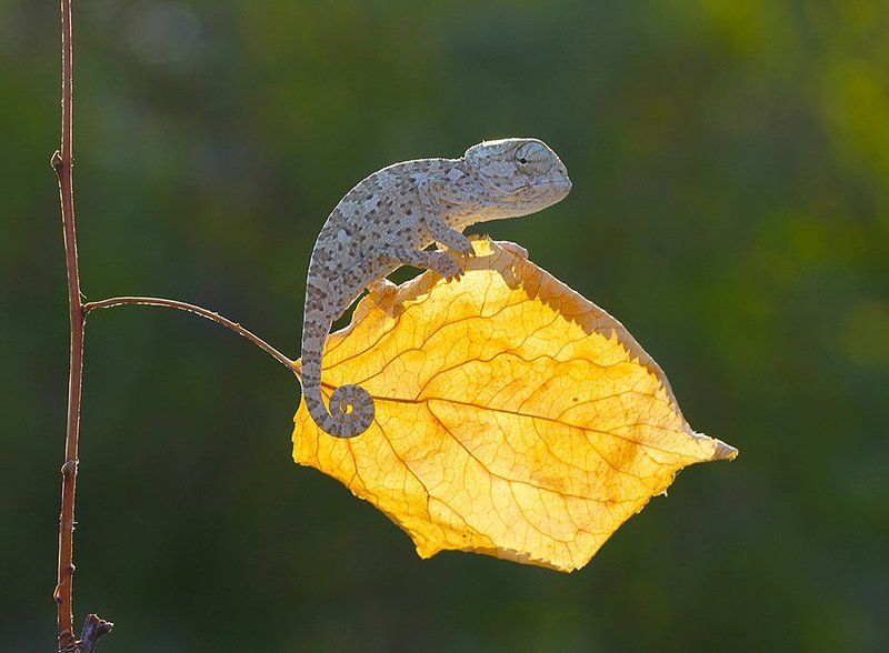 nature,animal,cute,canon,chameleon baby chameleon фото превью