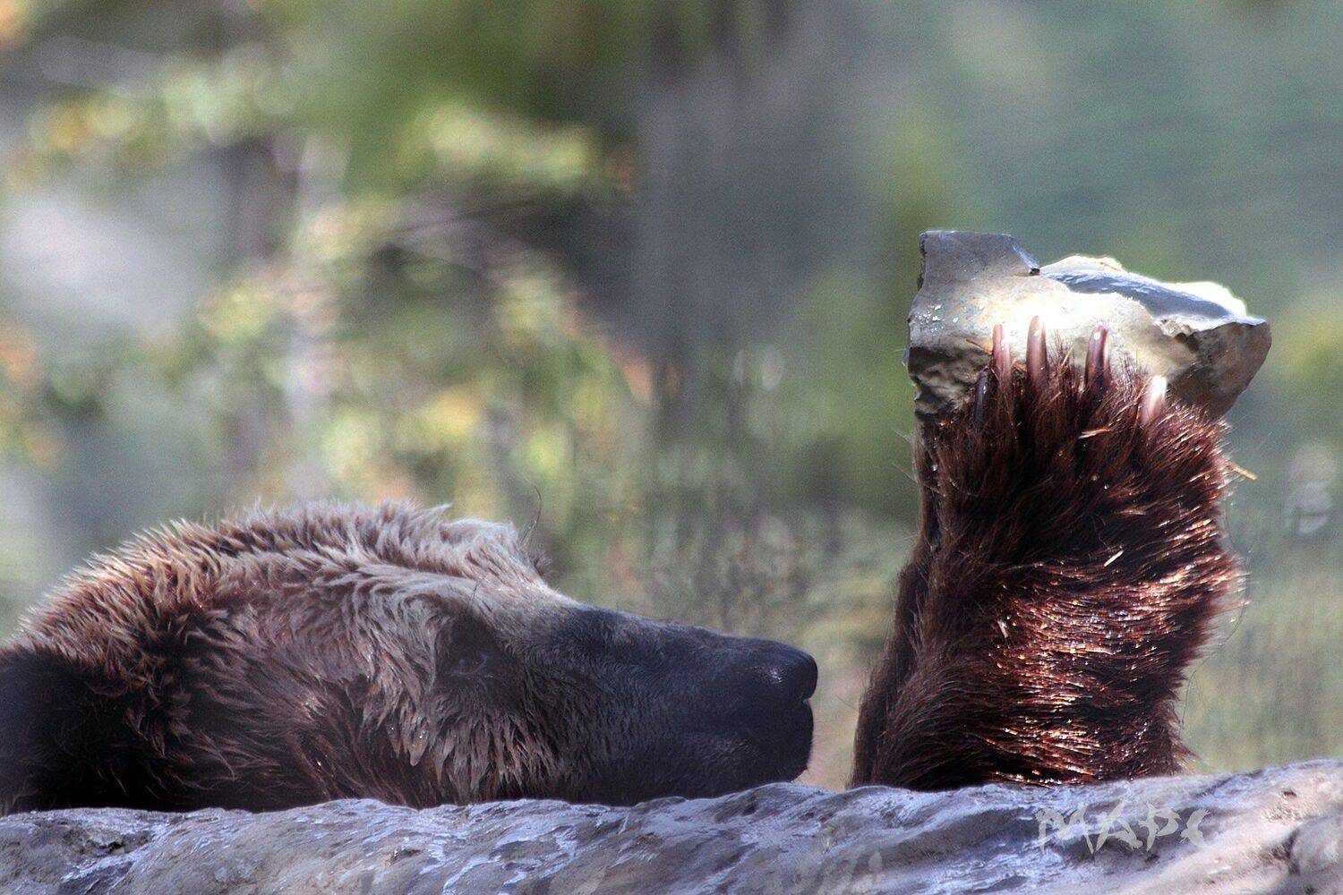 , Шангареев Марс