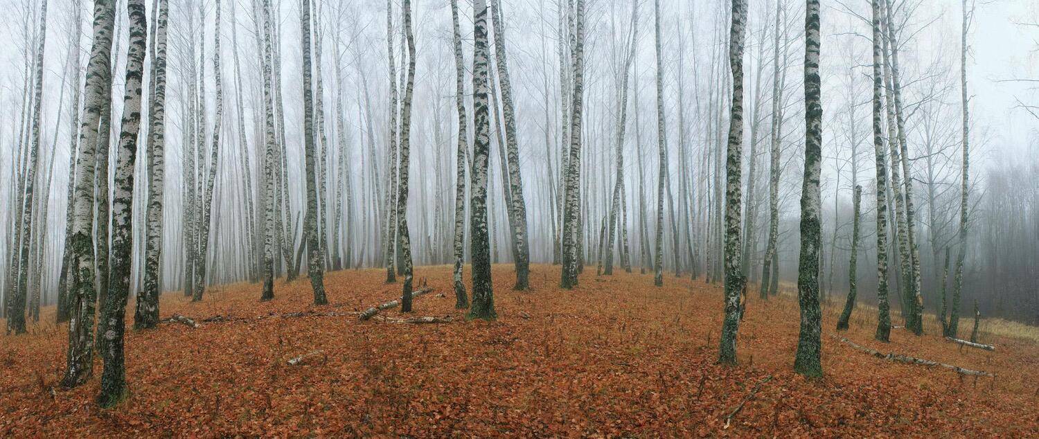 осень, лес, туман, Свистков Александр
