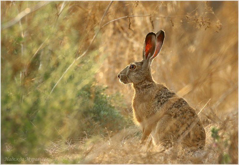 Lepus europaeus, Заяц-русак, Крым Спрятался фото превью