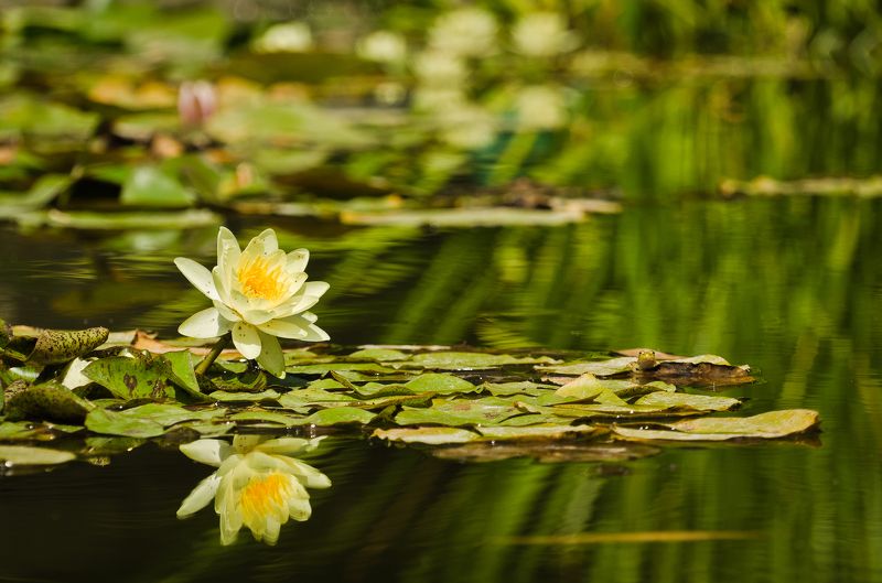 Отражение фото превью