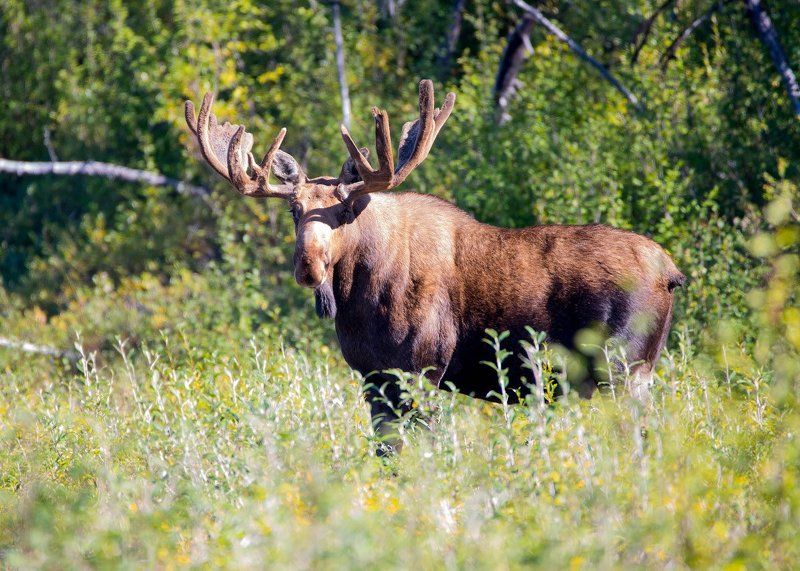Колымские лоси фото превью