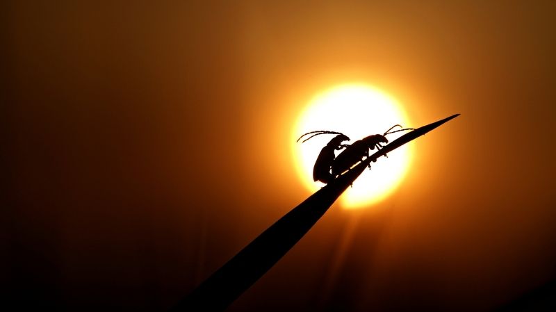 broučci фото превью