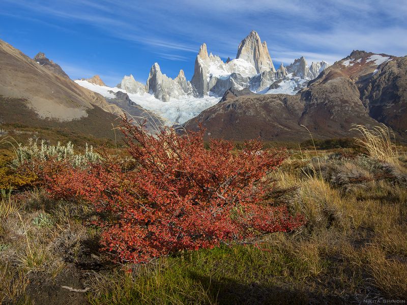 Красный куст фото превью