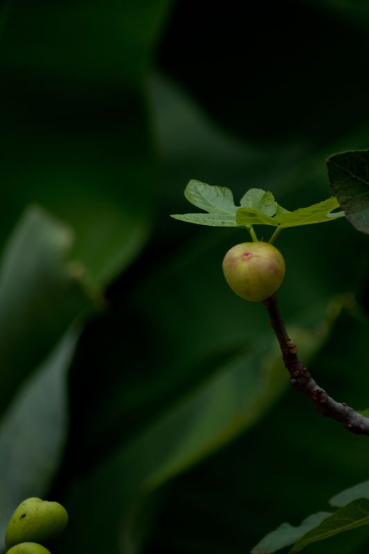 En las sombras фото превью