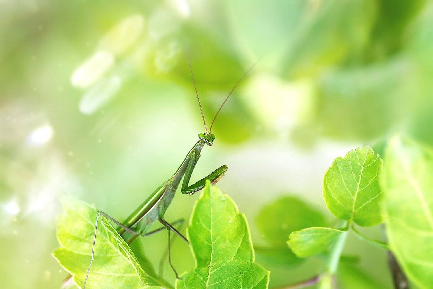 богомол, макро, природа, Чернобай Анна