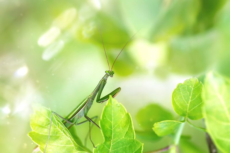 богомол, макро, природа *** фото превью