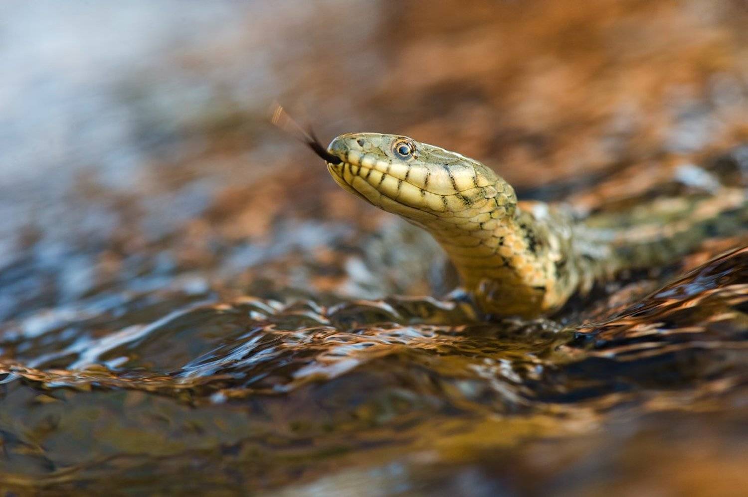 змея, уж, водяной, водяной уж, дагестан, дикая природа, россия, nature, natrix, snake, reptile, nature, wildlife, russia, Илья Гомыранов