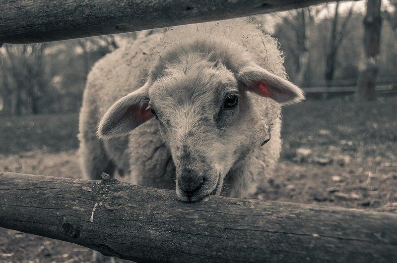 Долли... фото превью