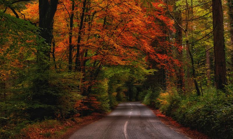 ...into the autumn... фото превью