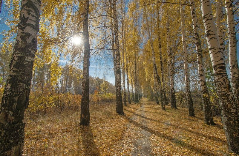 Время собирать золото... фото превью