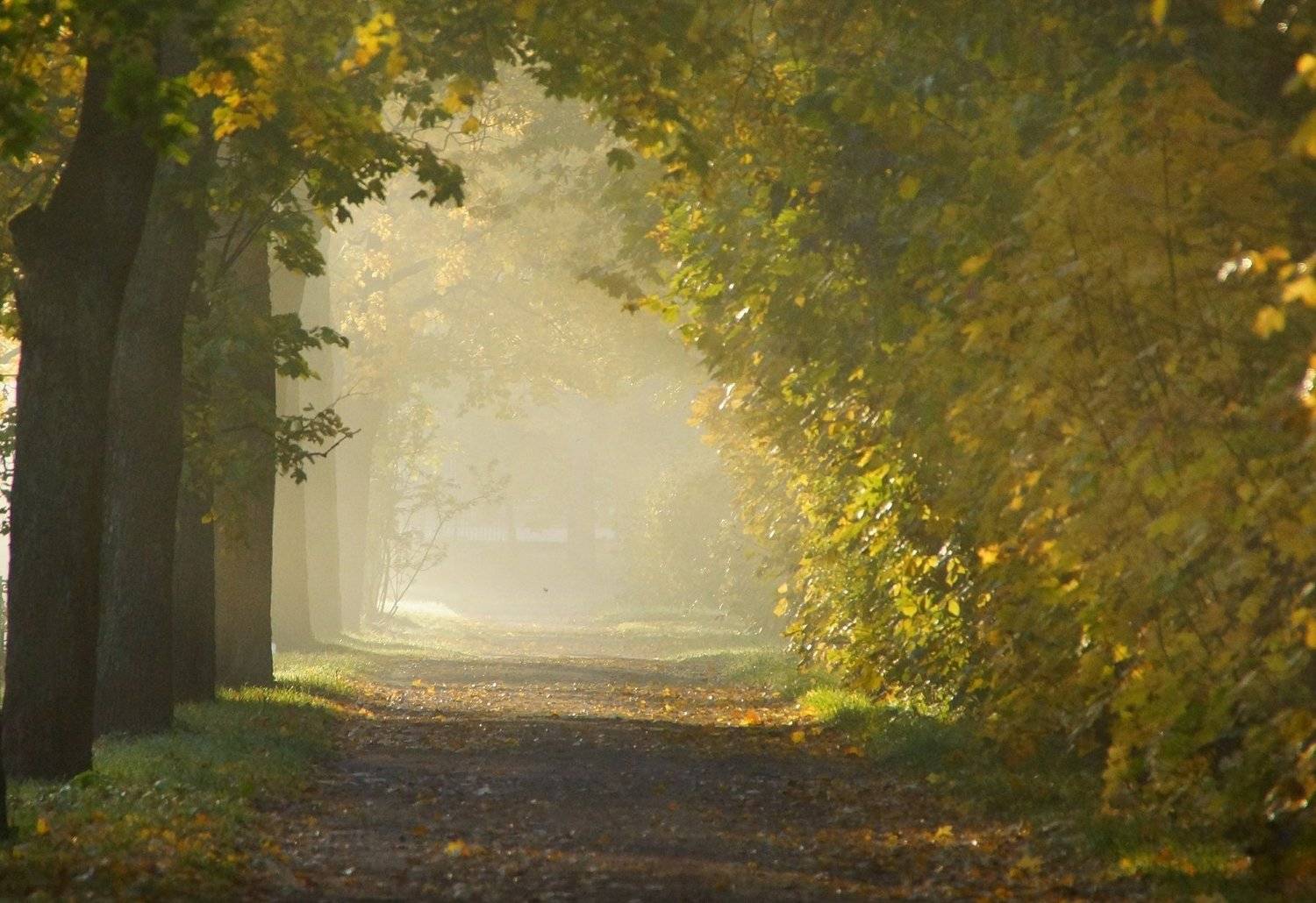 morning, autumn, walkway, fog, park, nature, trees, landscape, road, Сергей Андреевич