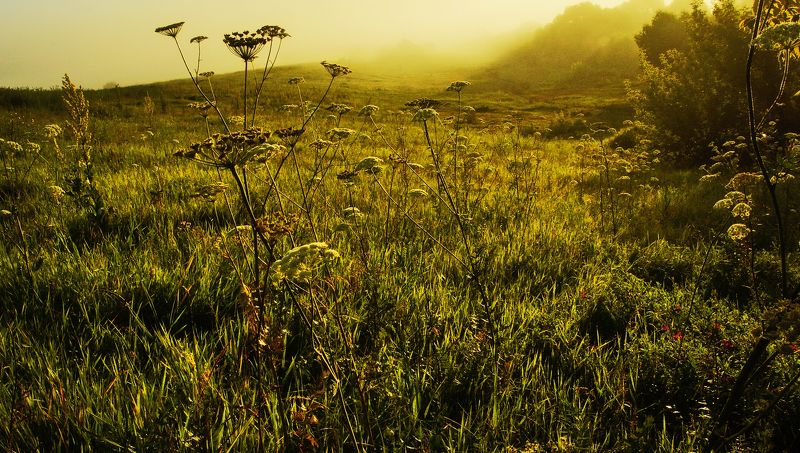 туманное утро фото превью