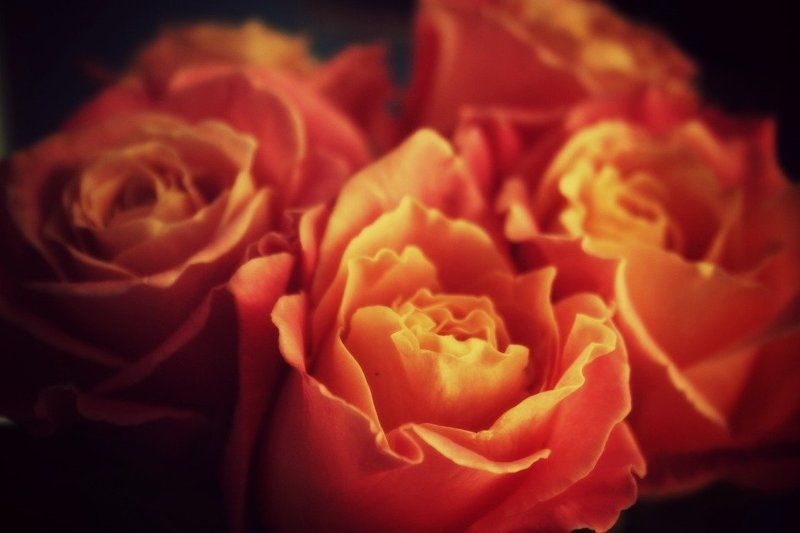 Red фото превью
