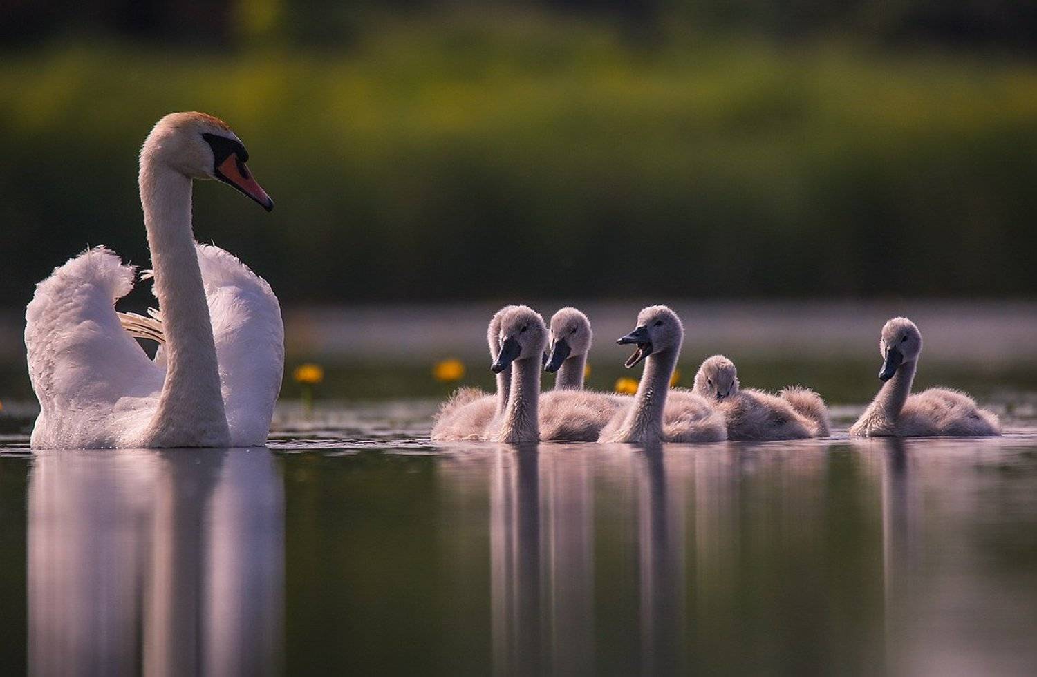 , Вячеслав Мищенко