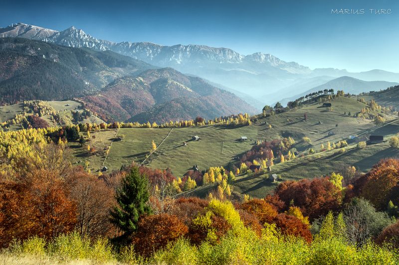 trees This is where I wanna live фото превью