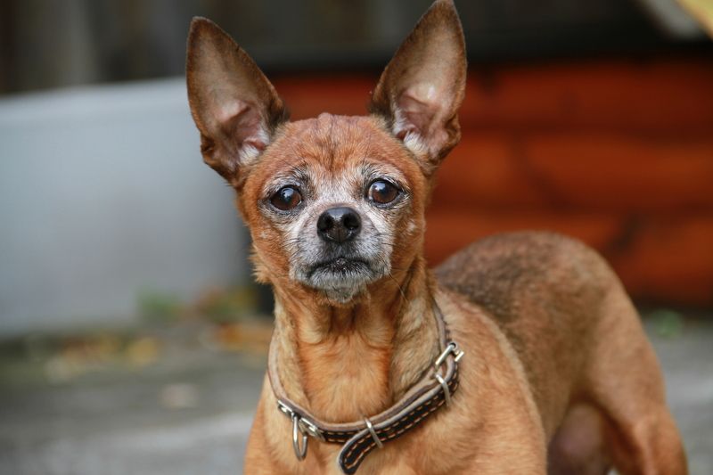 Мой питомец фото превью