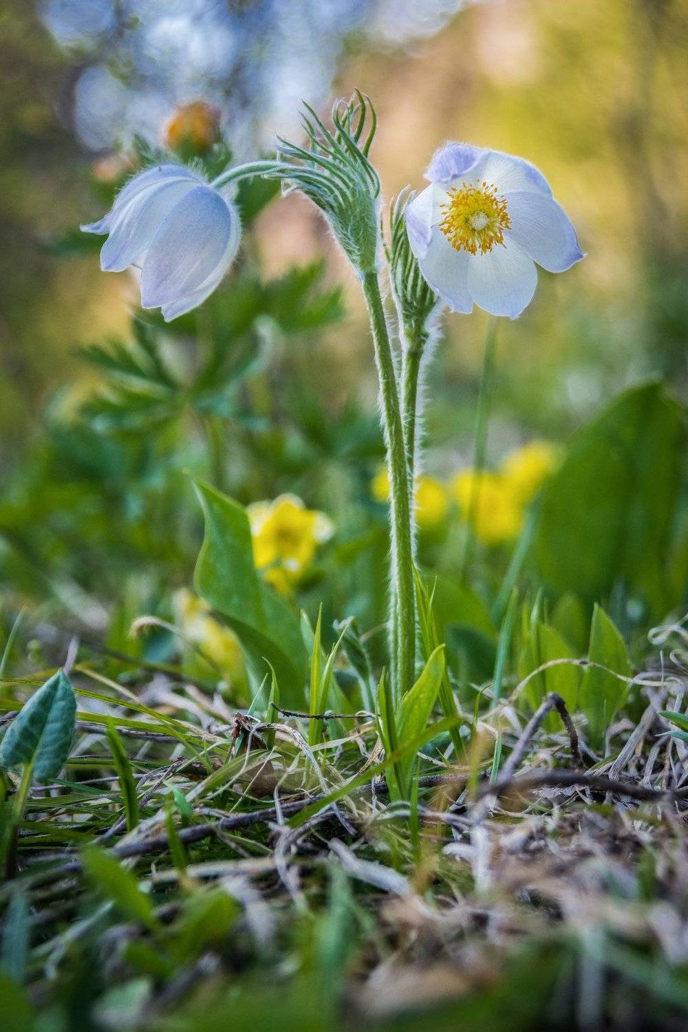 подснежники, цветы, весна, природа, цветение, красота, Алтай, Сергей Ослопов