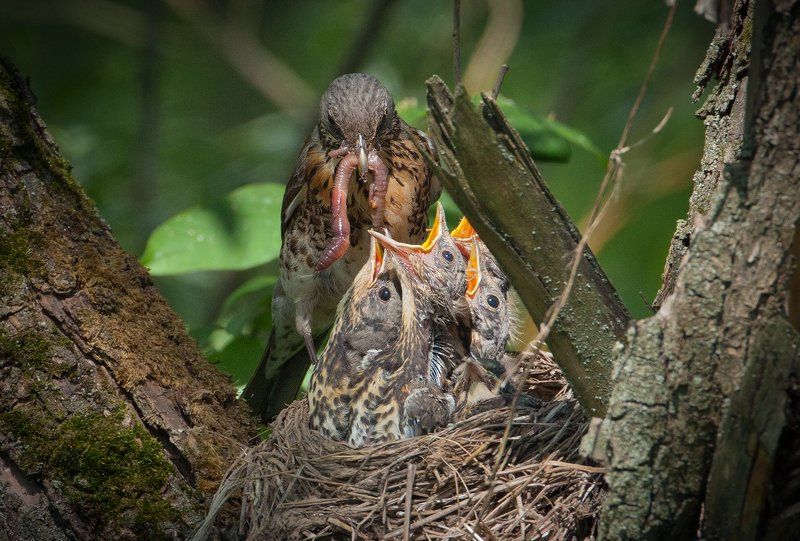 фото превью