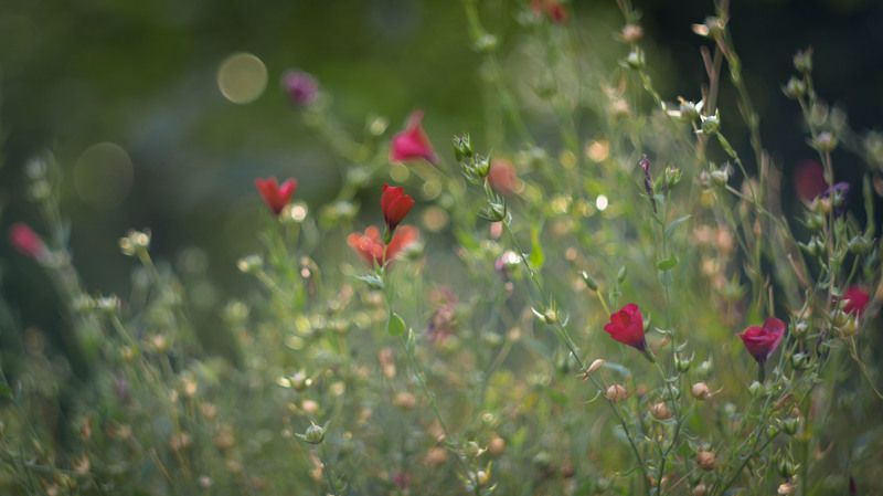 Аленький цветочек фото превью
