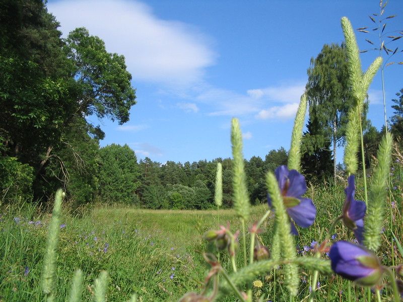 Летнее поле фото превью