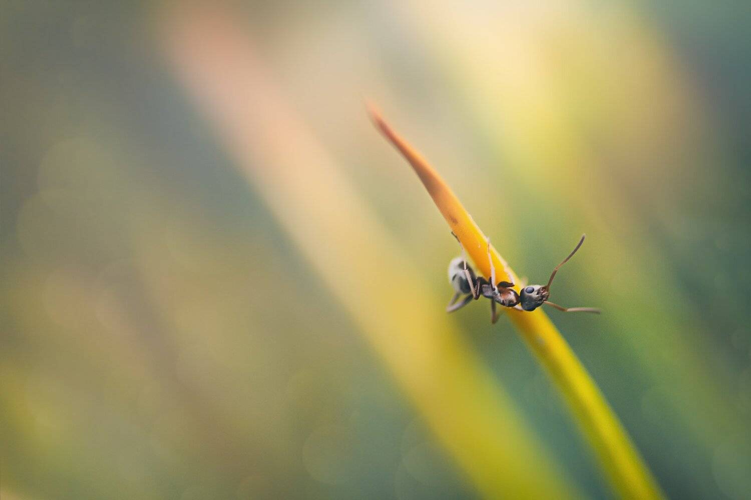 Блики, Жук, Муравей, Свет, Усики, Хвоя, Юрий Котов