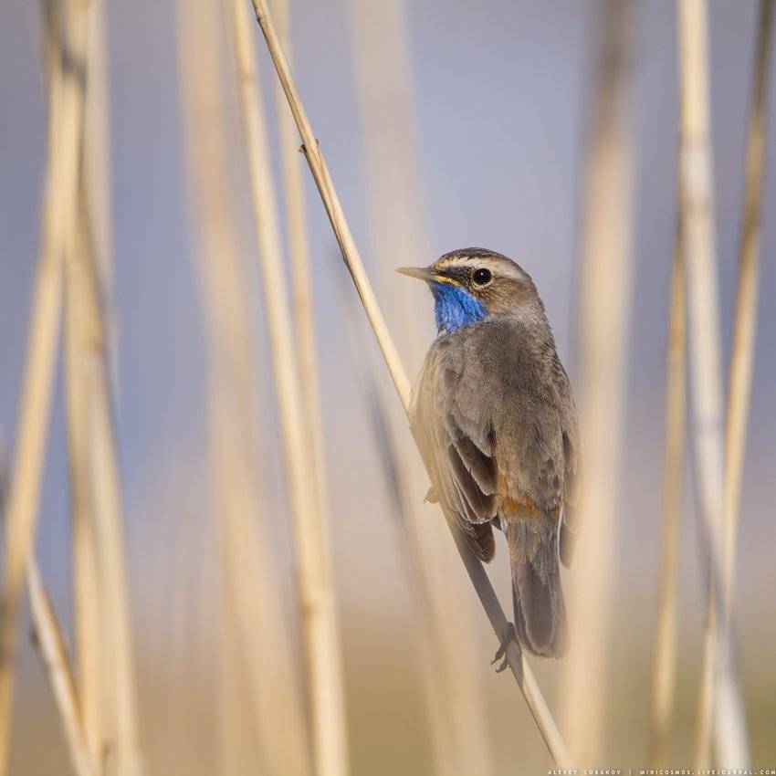 , Алексей Лобанов