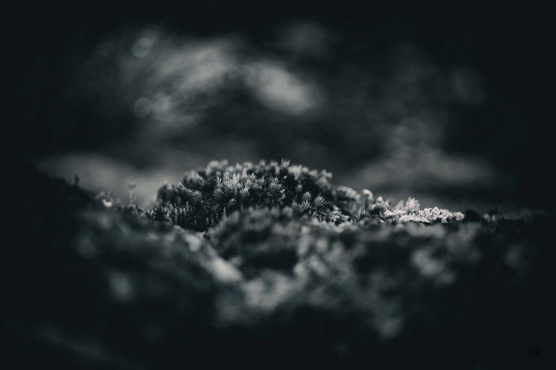 Morelia Dark фото превью