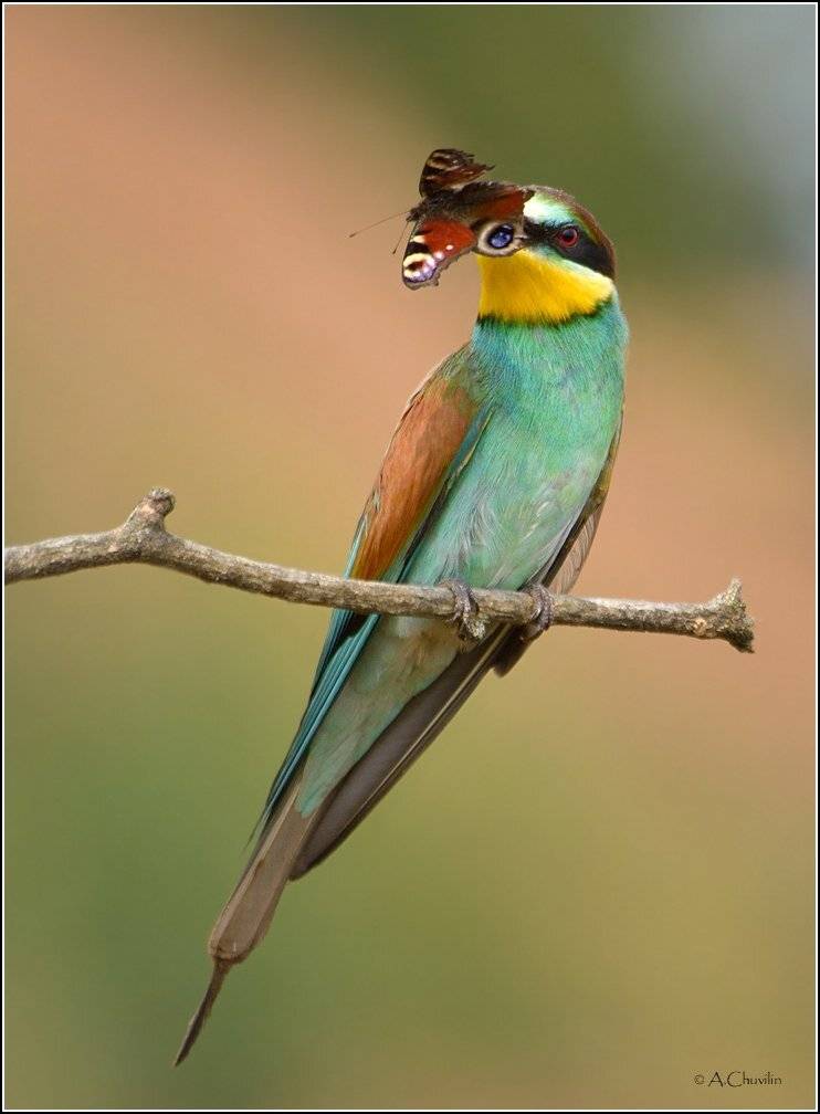 , Александр Чувилин