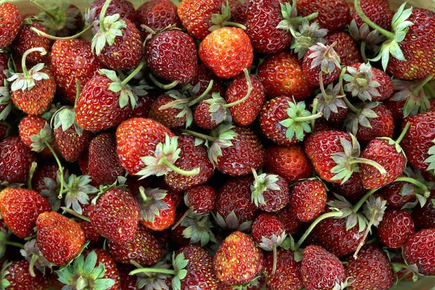 , Франгони Владимир