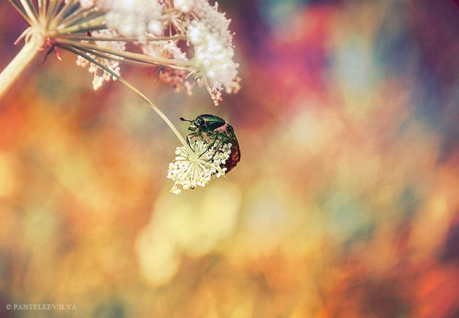 , Пантелеев Илья