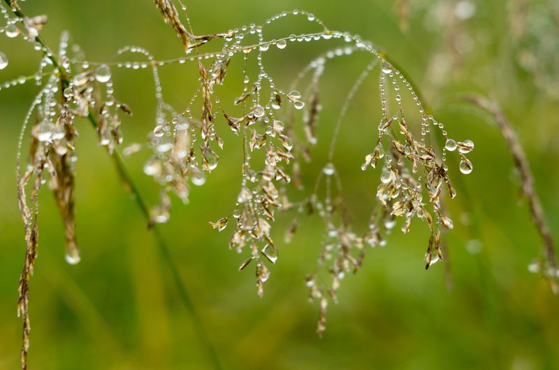 Жемчужины фото превью
