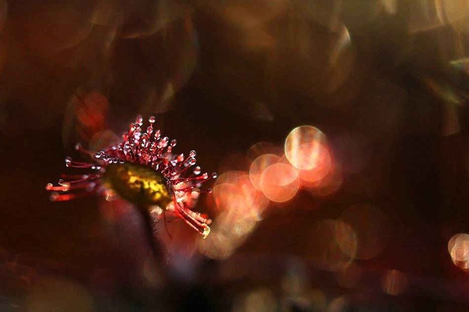 , Иваненко Светлана