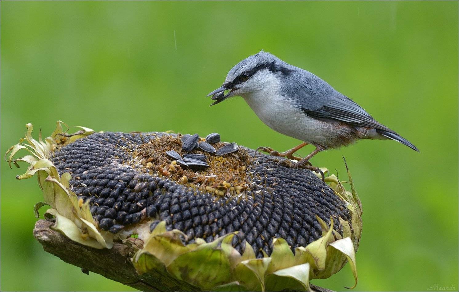 поползень, Андрей Медведев