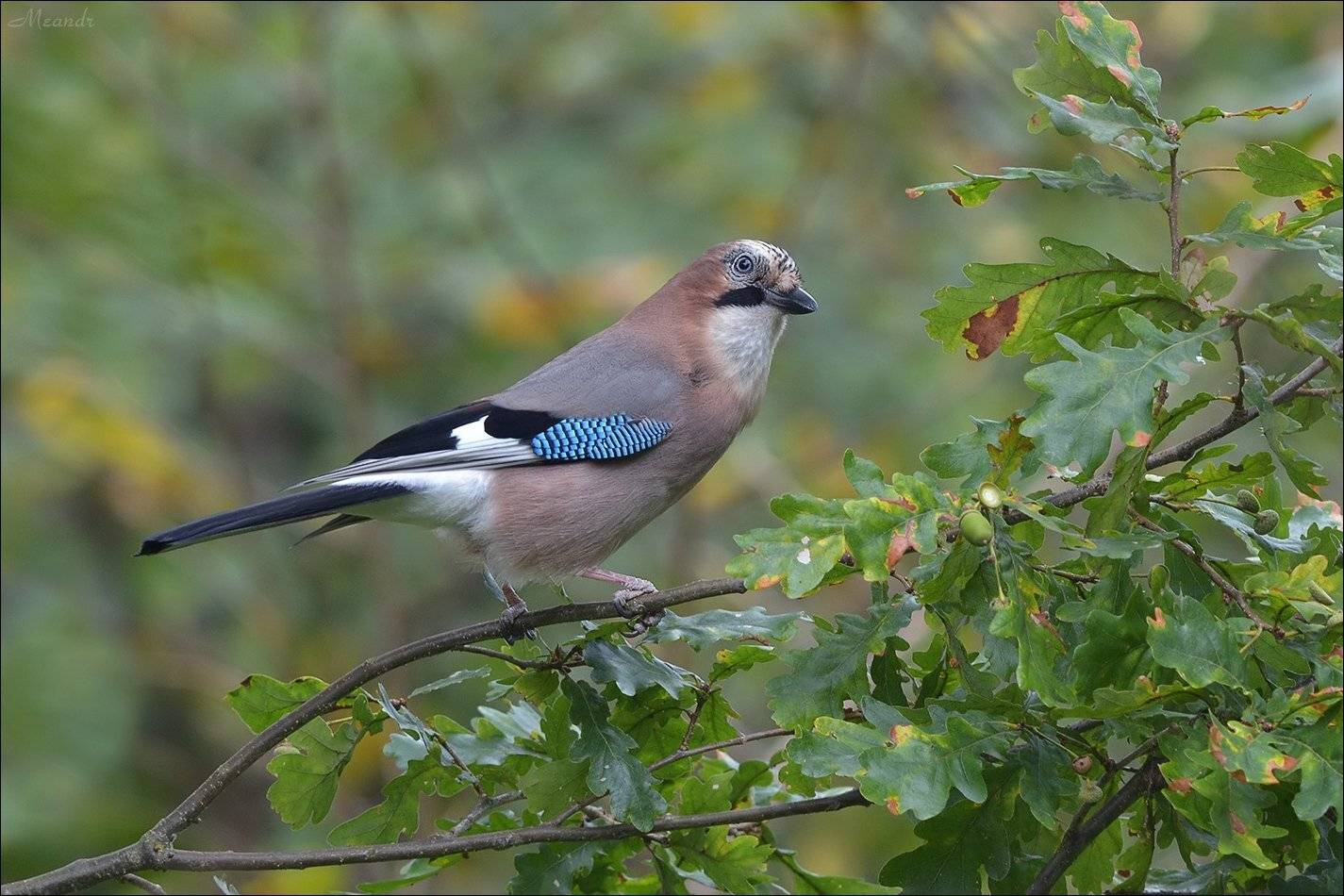 сойка, Андрей Медведев