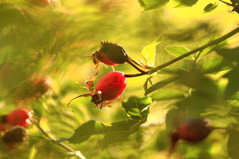 Солнечный вихрь фото превью
