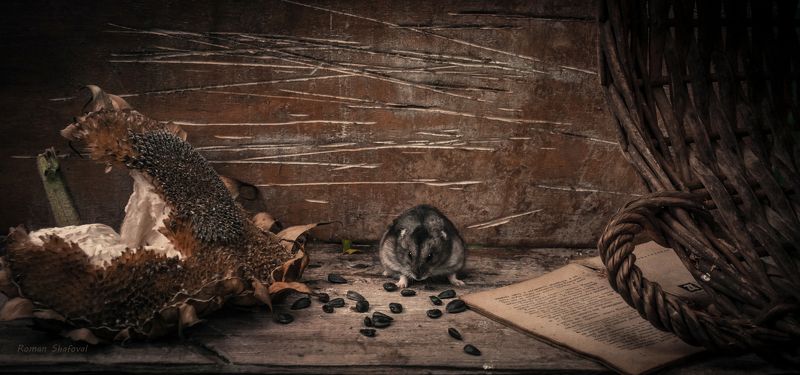Hamster, Roman Shafoval, Still life, Sunflower Совесть - как хомяк. Или спит или грызет.. фото превью