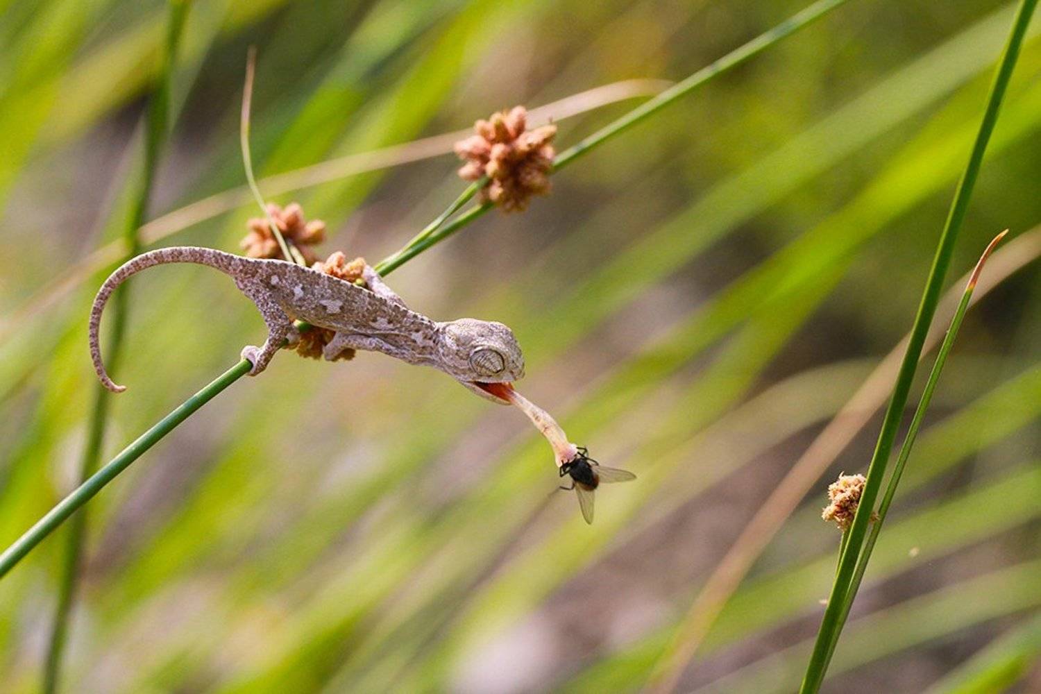 nature,animals,chameleon, mehmet